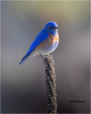 Western Bluebird
