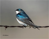  Tree Swallow 