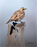  Horned Lark 