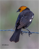  Yellowheaded Blackbird 