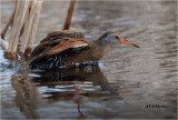 Virginia Rail
