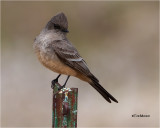 Say's Phoebe