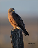 Swainson's Hawk