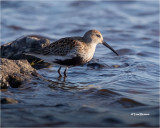  Dunlin 