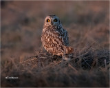 owls