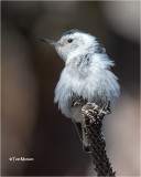 White-beasted Nuthatch