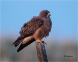 Swainson's Hawk