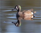  Blue-winged Teal 