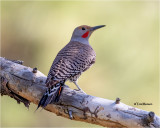 Northern Flicker