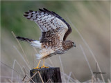  Northern Harrier 