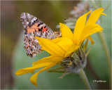  Painted Lady 