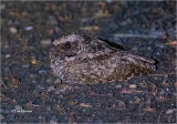 Common Poorwill