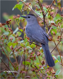 Gray Catbird