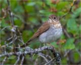 Veery
