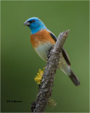 Lazuli Bunting