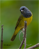 MacGillivrays Warbler