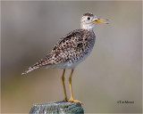 Upland Sandpiper