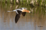 American Avocet