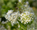 Western White