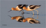 American Avocets