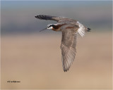 Wilson's Phalarope