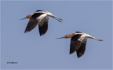 American Avocets