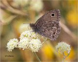 Common Wood Nymph