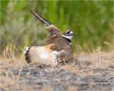 Killdeer