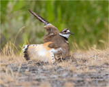  Killdeer 