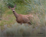 Mule Deer