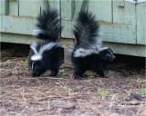Skunks ( I have five of these little stinkers living under my shed and we get along great)