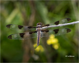 Twelve-spotted Skimmer