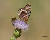 Great Spangled Fritillary