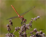 Saffron-winged Meadowhawk