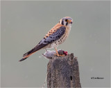 American Kestrel