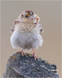 Grasshopper Sparrow