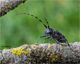 White-spotted Sawyer Beetle