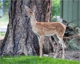  White-tailed Deer Fawn