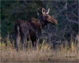 Moose (cow)