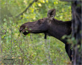 Moose