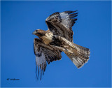 Redtailed Hawk