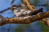 Common Nighthawk