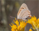 Purplish Copper