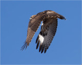 Red-tailed Hawk
