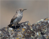  Rock Wren 