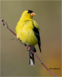 American Goldfinch