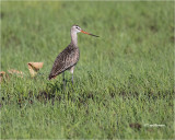 Marbled Godwit