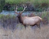 Elk
