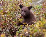 Black Bear