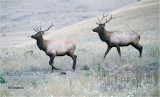 Elk Not a great capture, but not bad for ISO 51200